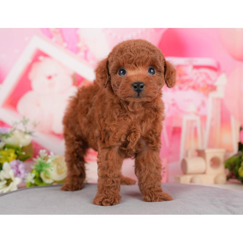 販売中の栃木県のトイプードル-428539の8枚目