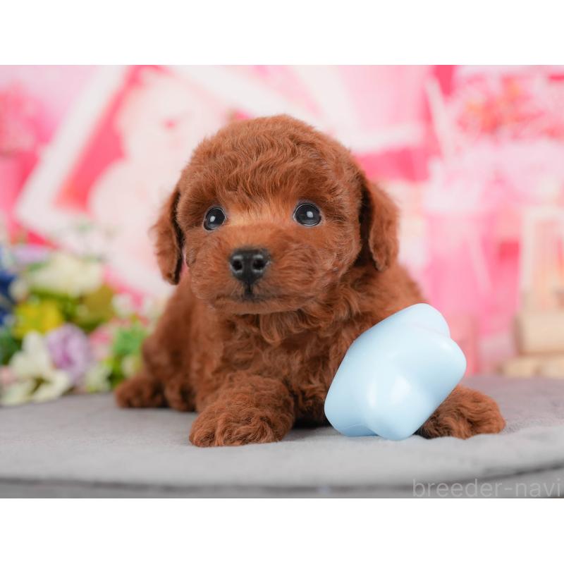 販売中の栃木県のトイプードル-428539の7枚目