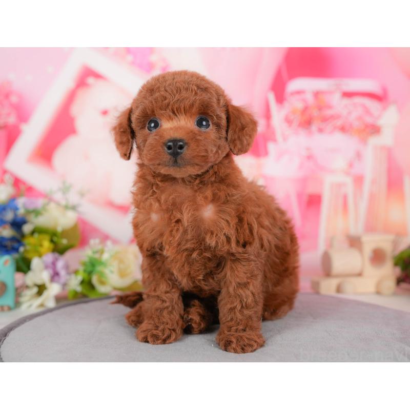 販売中の栃木県のトイプードル-428539の6枚目