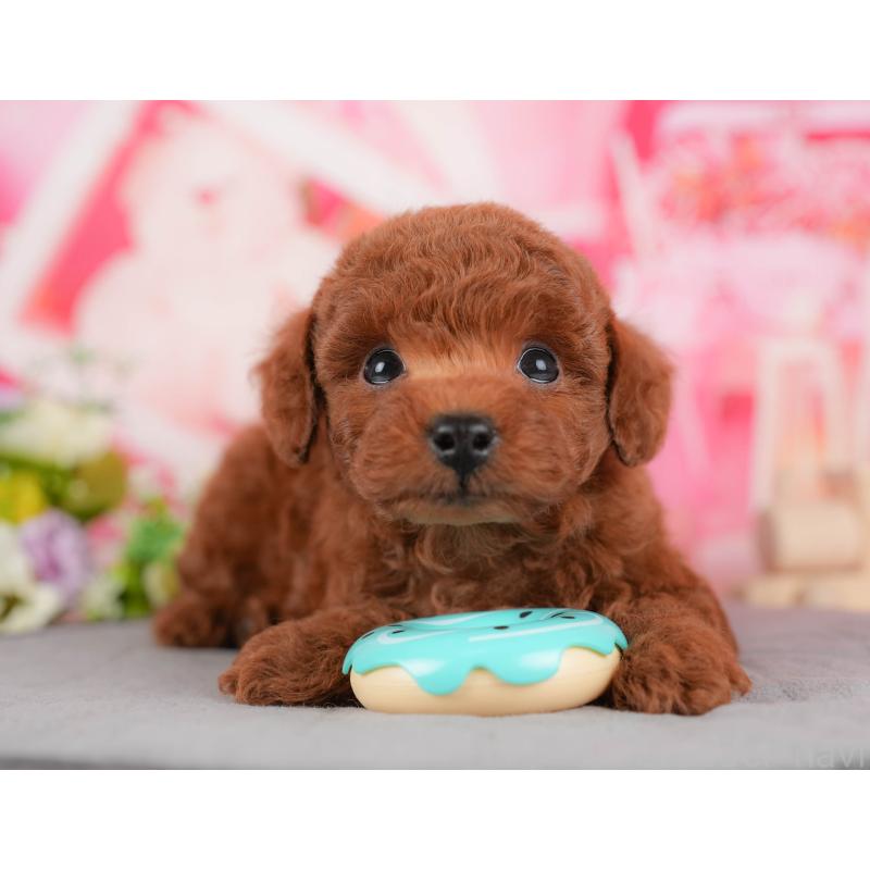 販売中の栃木県のトイプードル-428539の5枚目