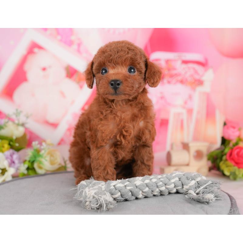 販売中の栃木県のトイプードル-428539の4枚目