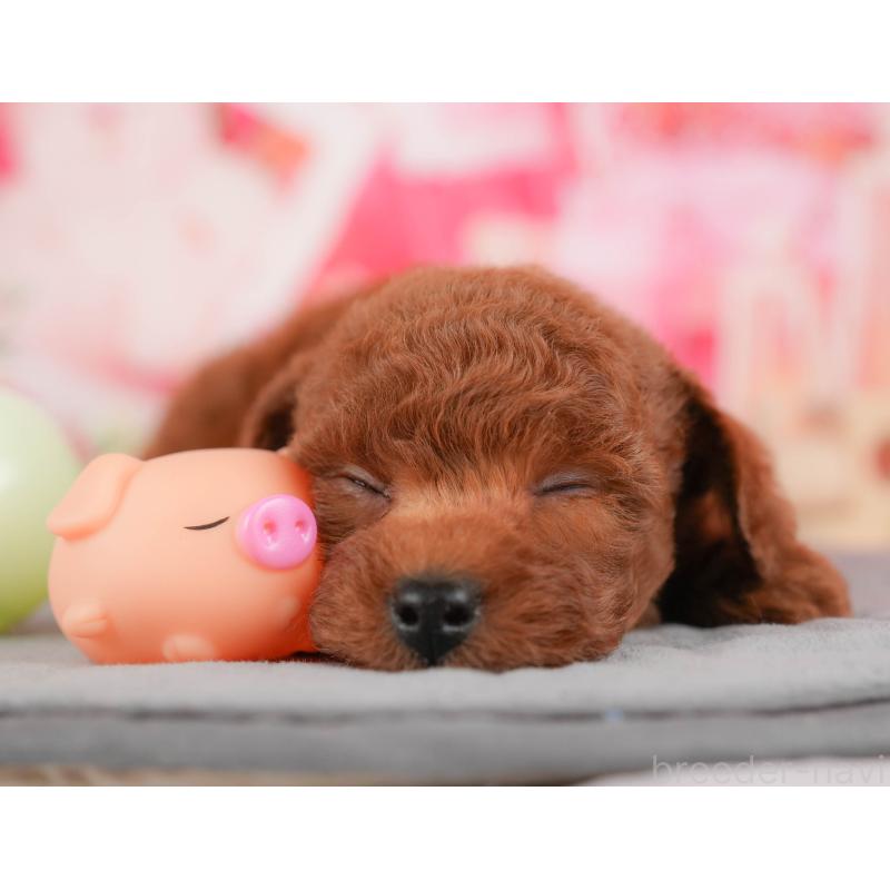 販売中の栃木県のトイプードル-428539の3枚目