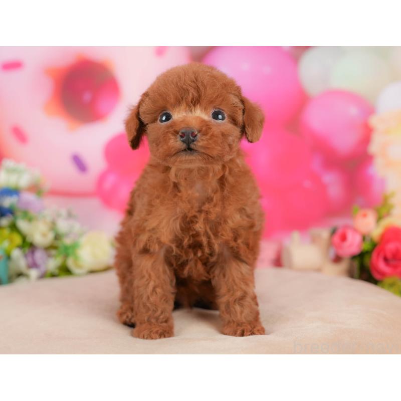 販売中の栃木県のトイプードル-428541の1枚目