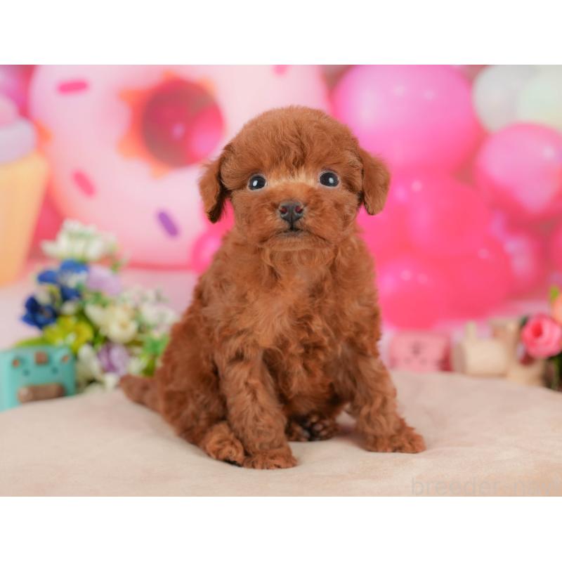 販売中の栃木県のトイプードル-428541の11枚目