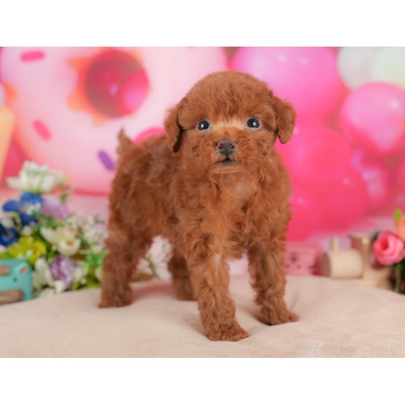 販売中の栃木県のトイプードル-428541の10枚目