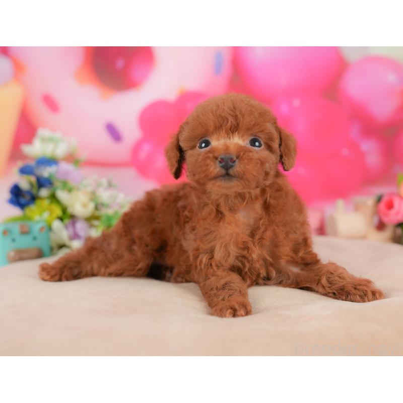 販売中の栃木県のトイプードル-428541の9枚目