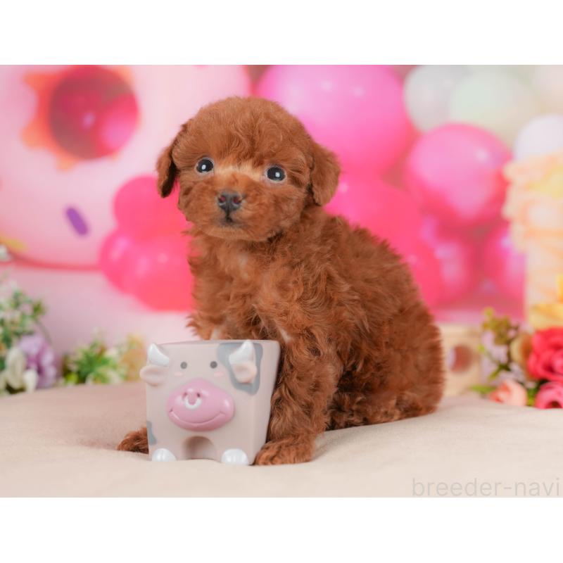 販売中の栃木県のトイプードル-428541の8枚目