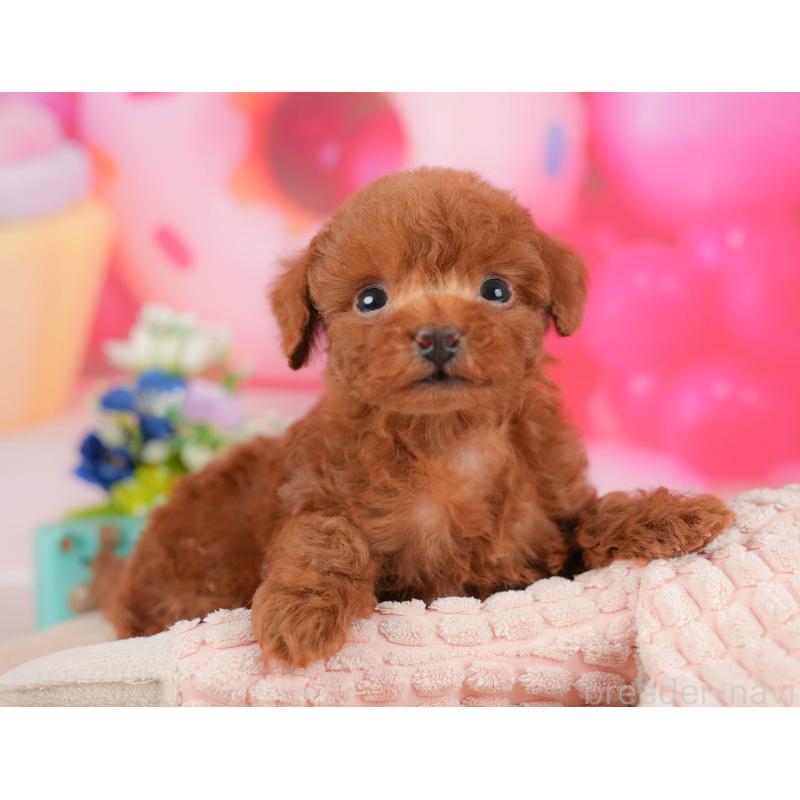 販売中の栃木県のトイプードル-428541の7枚目