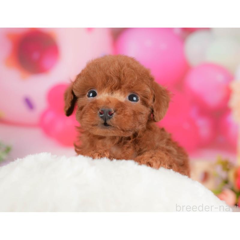 販売中の栃木県のトイプードル-428541の6枚目