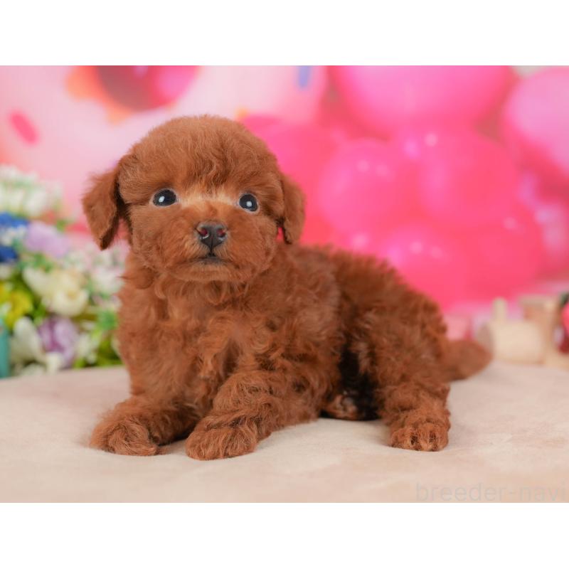 販売中の栃木県のトイプードル-428541の5枚目