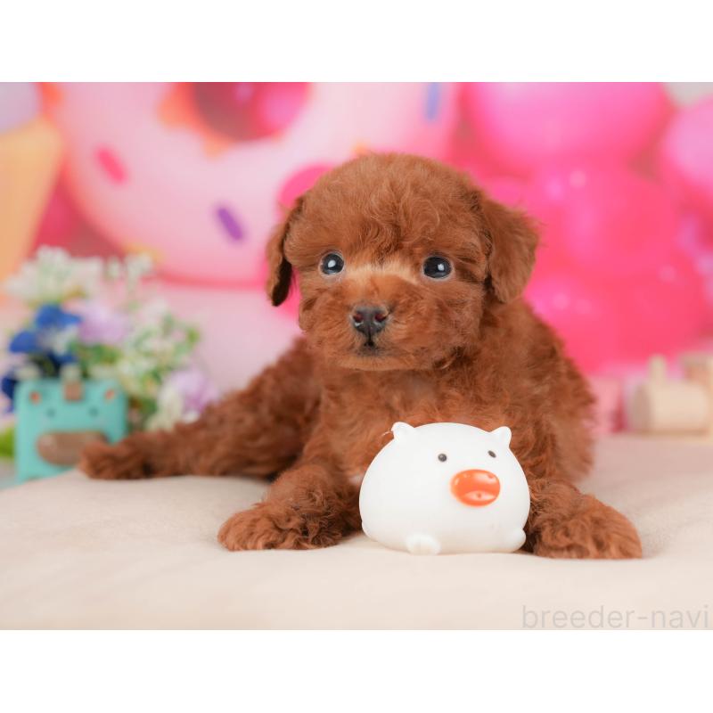 販売中の栃木県のトイプードル-428541の4枚目