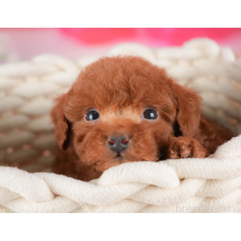 販売中の栃木県のトイプードル-428541の3枚目