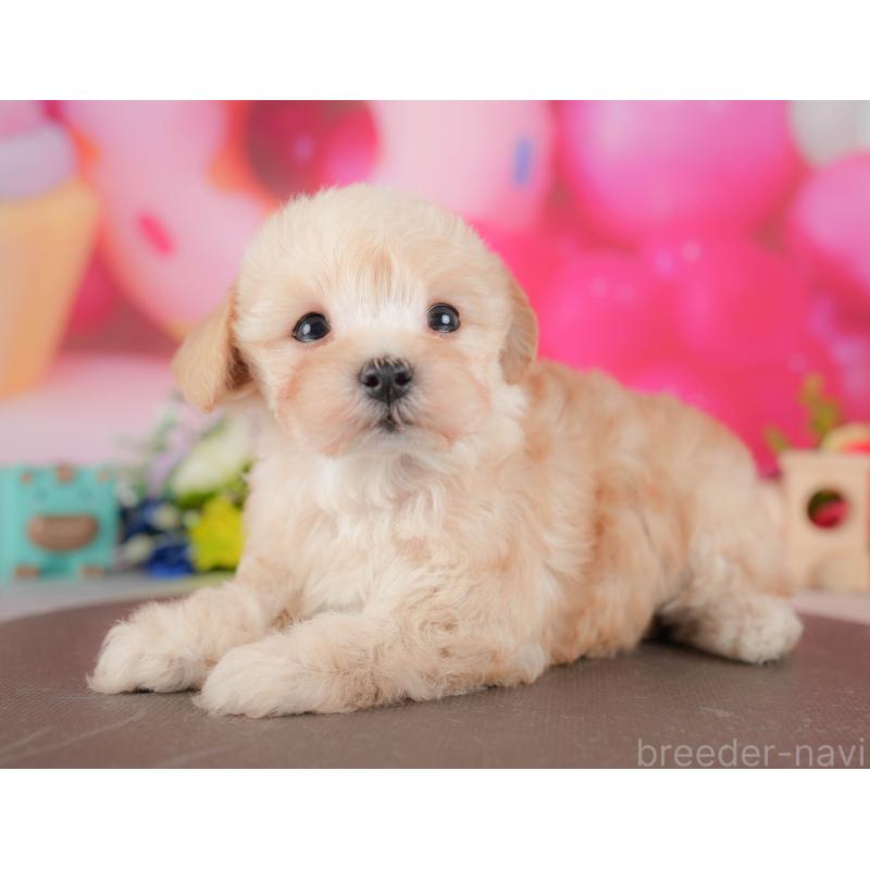 販売中の栃木県のマルプー:マルチーズ×トイプードル-428547の12枚目