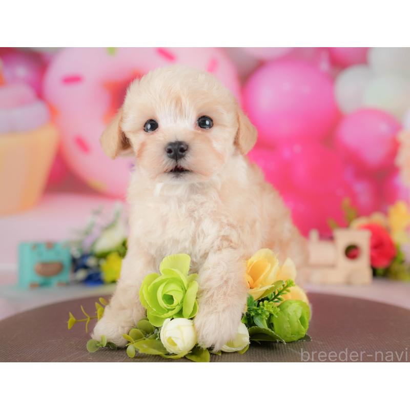 販売中の栃木県のマルプー:マルチーズ×トイプードル-428547の11枚目