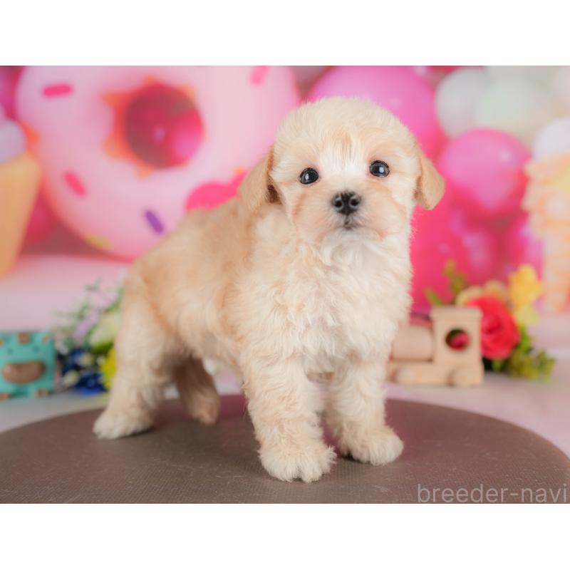 販売中の栃木県のマルプー:マルチーズ×トイプードル-428547の10枚目