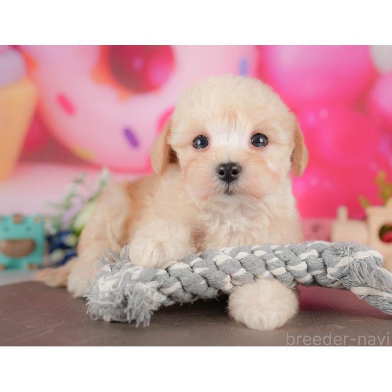 販売中の栃木県のマルプー:マルチーズ×トイプードル-428547の9枚目