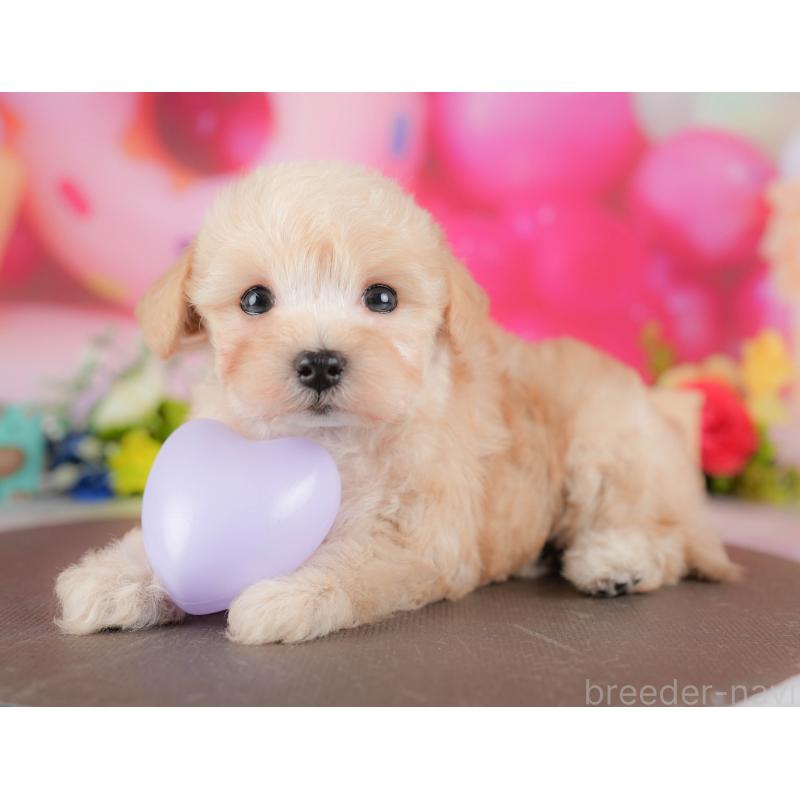 販売中の栃木県のマルプー:マルチーズ×トイプードル-428547の8枚目