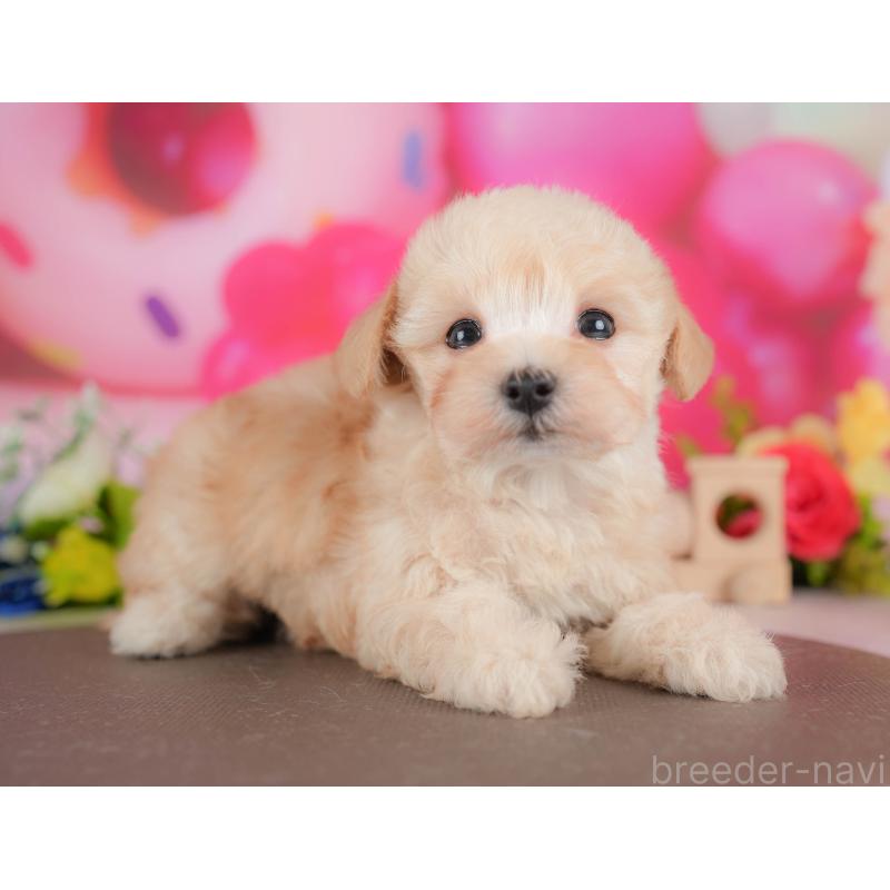 販売中の栃木県のマルプー:マルチーズ×トイプードル-428547の7枚目