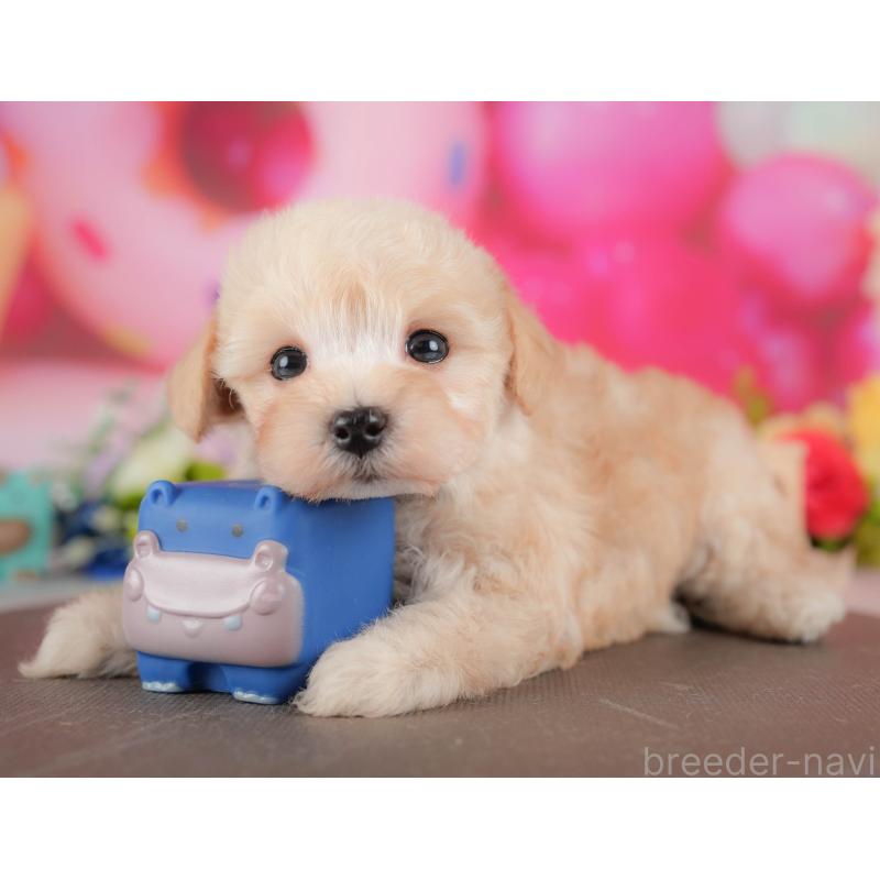 販売中の栃木県のマルプー:マルチーズ×トイプードル-428547の6枚目