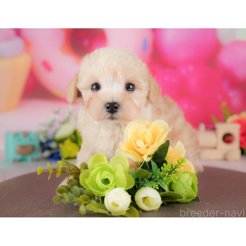 販売中の栃木県のマルプー:マルチーズ×トイプードル-428547の5枚目