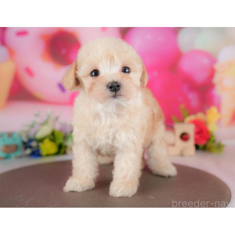 販売中の栃木県のマルプー:マルチーズ×トイプードル-428547の4枚目