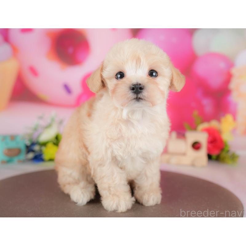 販売中の栃木県のマルプー:マルチーズ×トイプードル-428547の3枚目