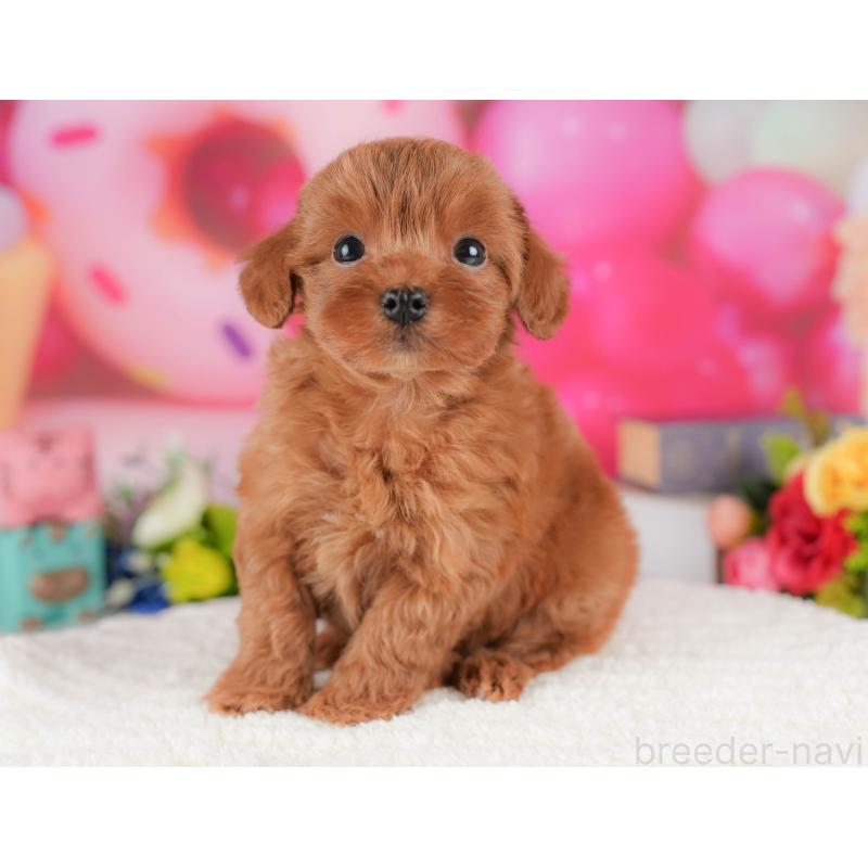 販売中の栃木県のマルプー:マルチーズ×トイプードル-428549の1枚目