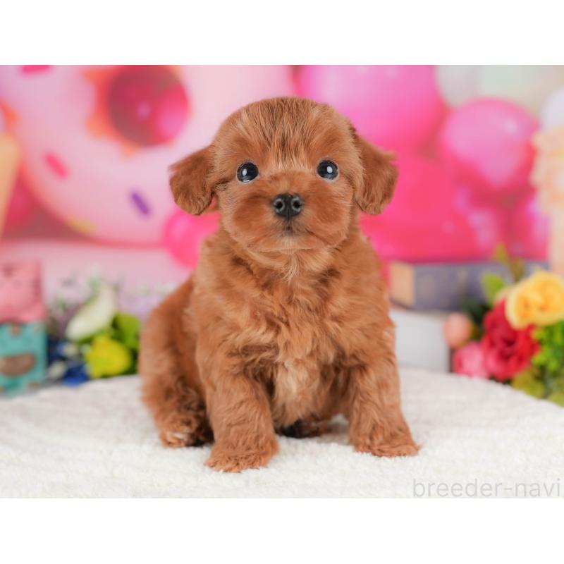 販売中の栃木県のマルプー:マルチーズ×トイプードル-428549の11枚目