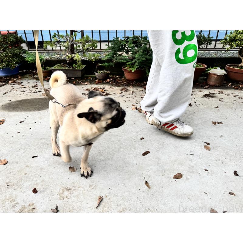 販売中の茨城県のパグ-424652の9枚目