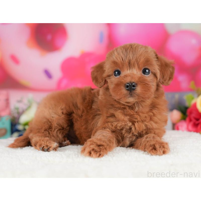 販売中の栃木県のマルプー:マルチーズ×トイプードル-428549の10枚目