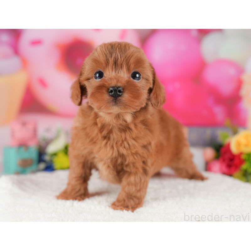 販売中の栃木県のマルプー:マルチーズ×トイプードル-428549の9枚目