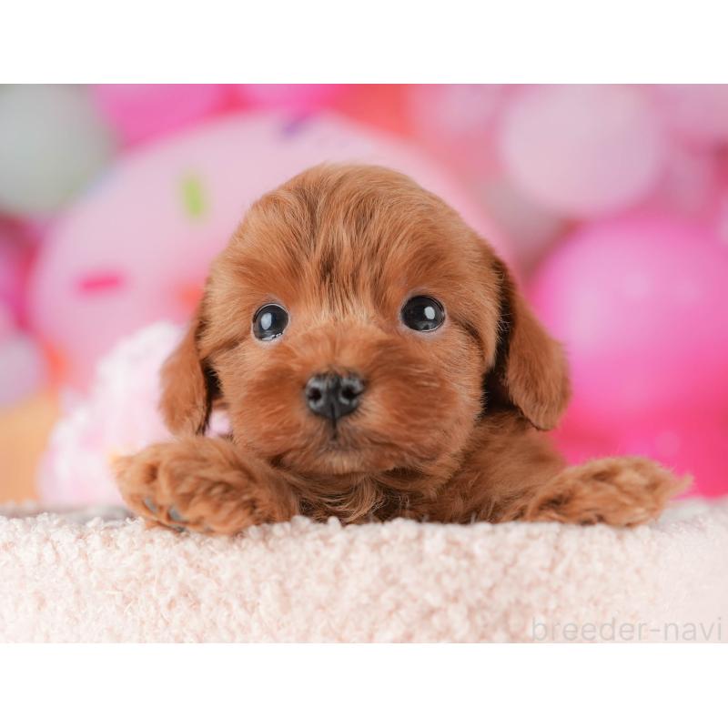 販売中の栃木県のマルプー:マルチーズ×トイプードル-428549の8枚目