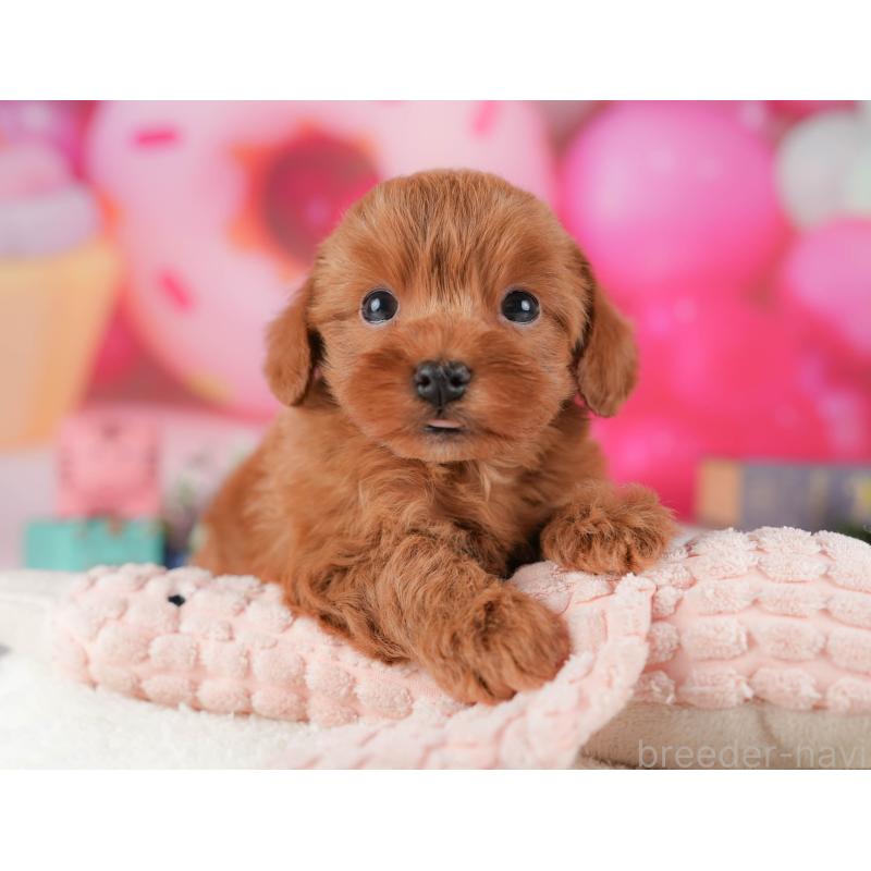 販売中の栃木県のマルプー:マルチーズ×トイプードル-428549の7枚目