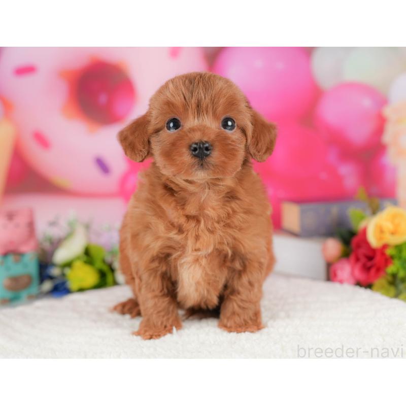 販売中の栃木県のマルプー:マルチーズ×トイプードル-428549の6枚目