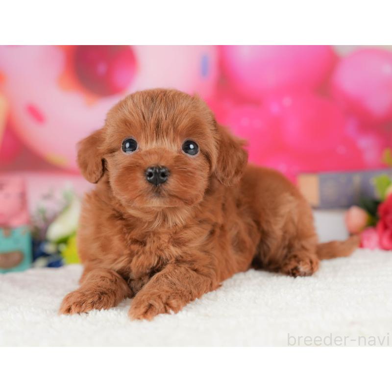 販売中の栃木県のマルプー:マルチーズ×トイプードル-428549の5枚目