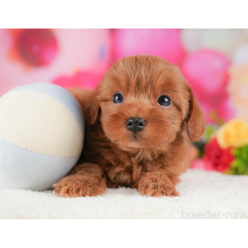 販売中の栃木県のマルプー:マルチーズ×トイプードル-428549の4枚目