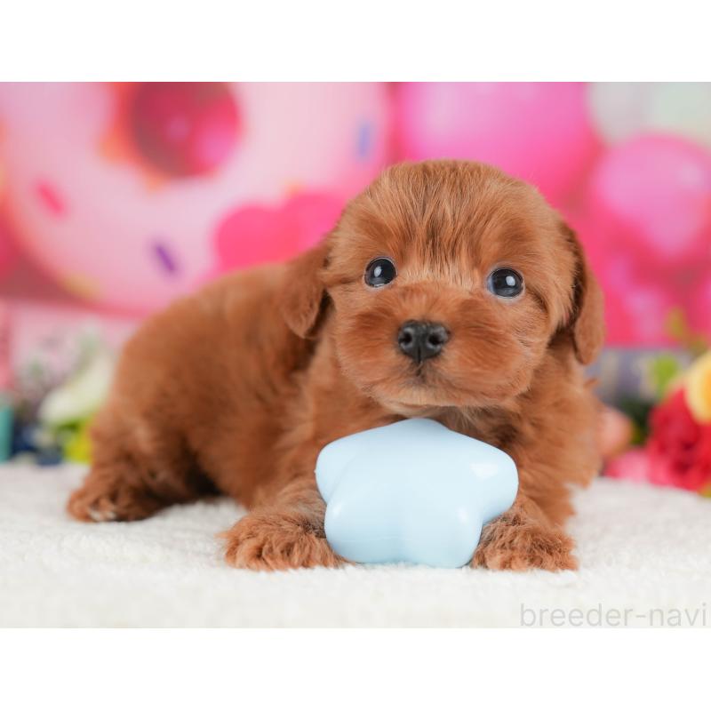 販売中の栃木県のマルプー:マルチーズ×トイプードル-428549の3枚目