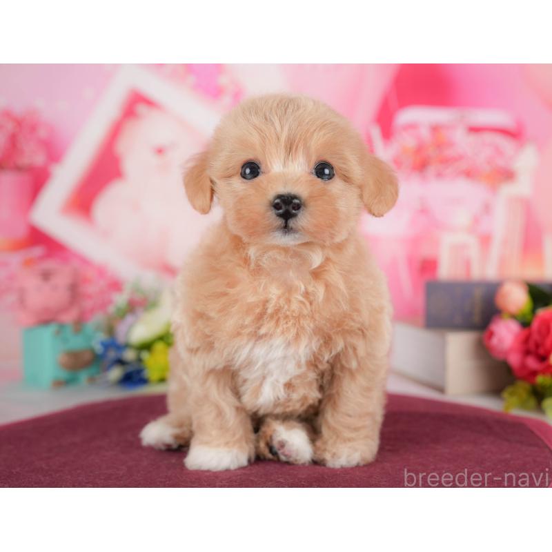 販売中の栃木県のマルプー:マルチーズ×トイプードル-428553