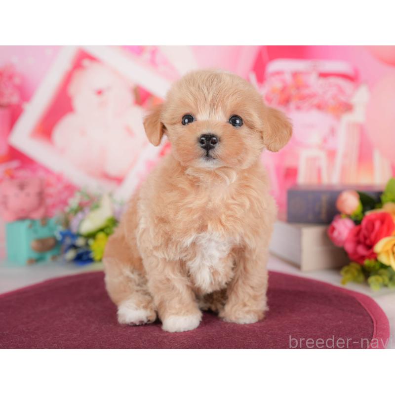 販売中の栃木県のマルプー:マルチーズ×トイプードル-428553の11枚目