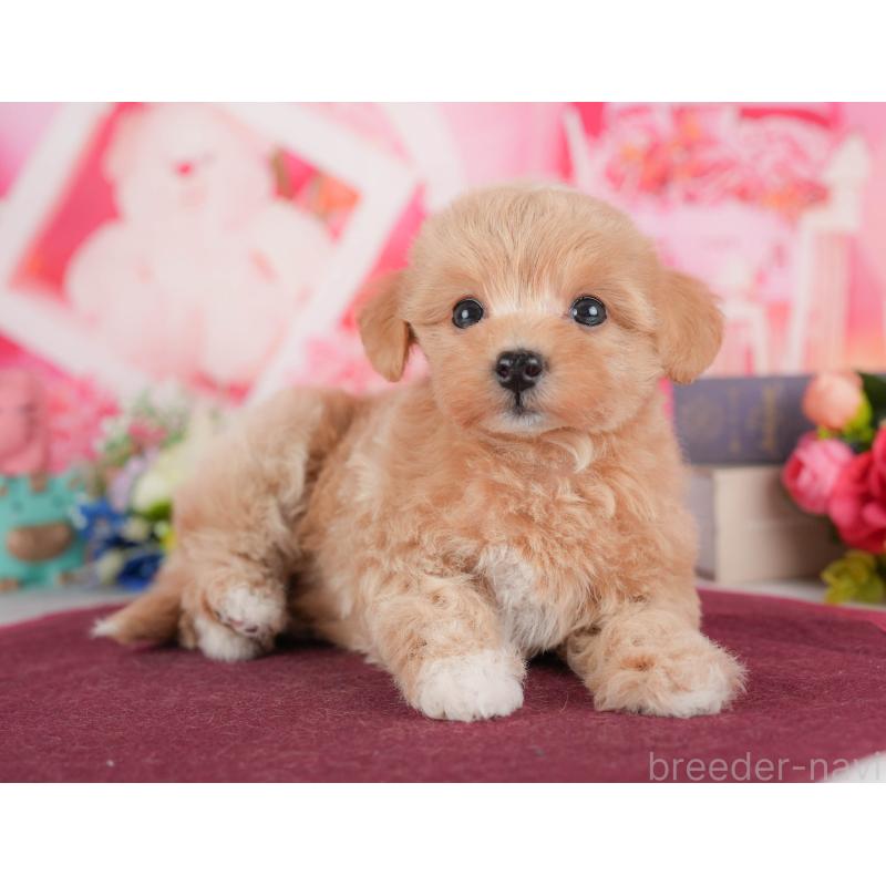 販売中の栃木県のマルプー:マルチーズ×トイプードル-428553の10枚目