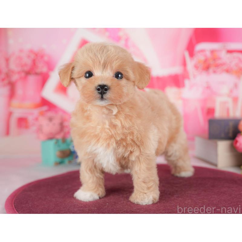 販売中の栃木県のマルプー:マルチーズ×トイプードル-428553の9枚目