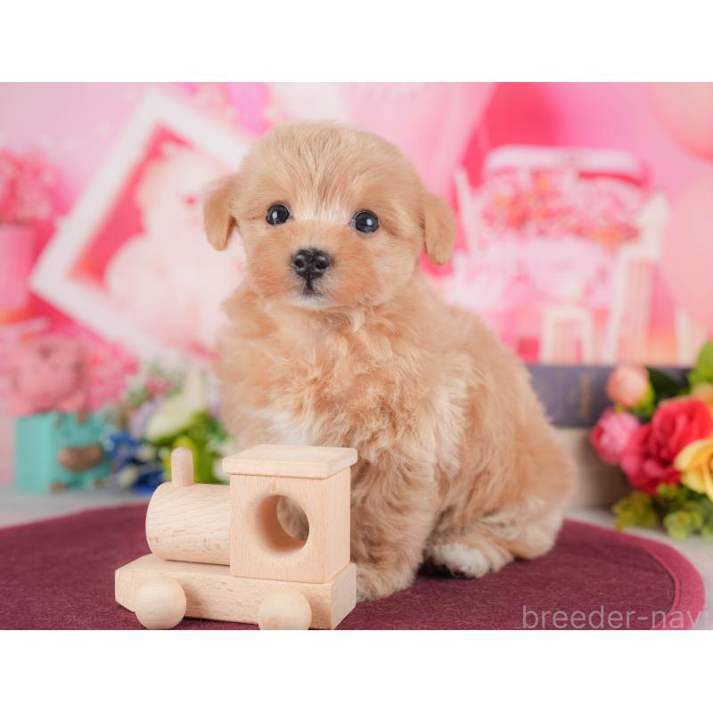 販売中の栃木県のマルプー:マルチーズ×トイプードル-428553の8枚目