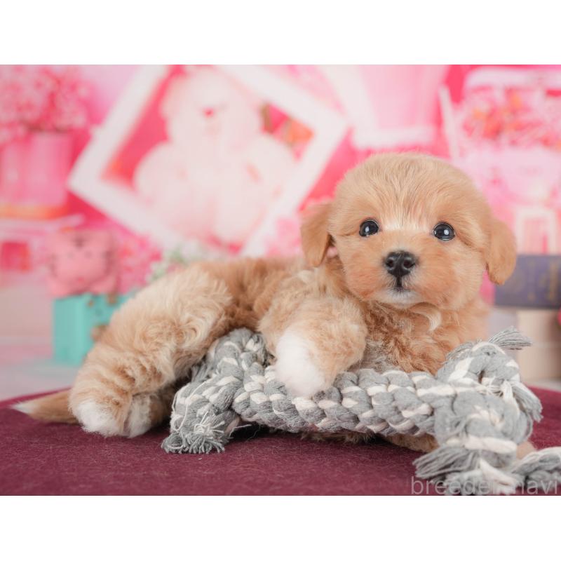 販売中の栃木県のマルプー:マルチーズ×トイプードル-428553の7枚目