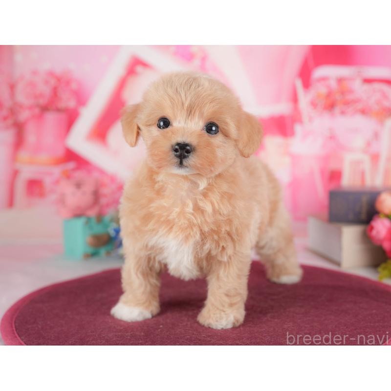 販売中の栃木県のマルプー:マルチーズ×トイプードル-428553の6枚目