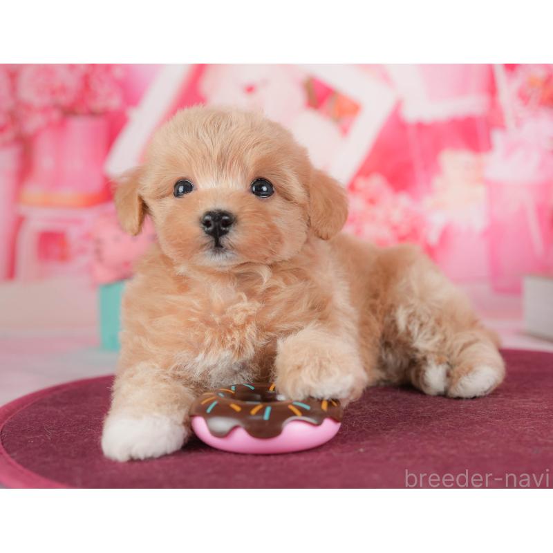 販売中の栃木県のマルプー:マルチーズ×トイプードル-428553の5枚目