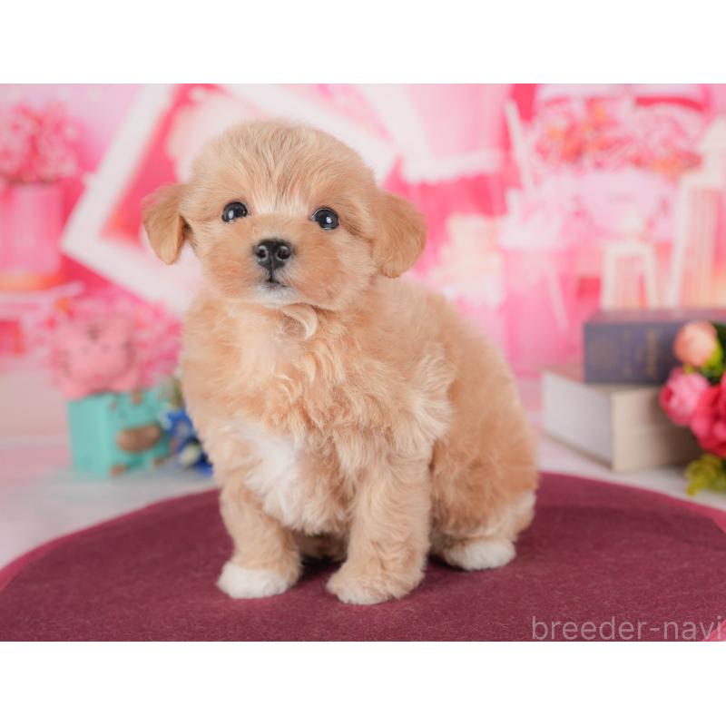 販売中の栃木県のマルプー:マルチーズ×トイプードル-428553の4枚目