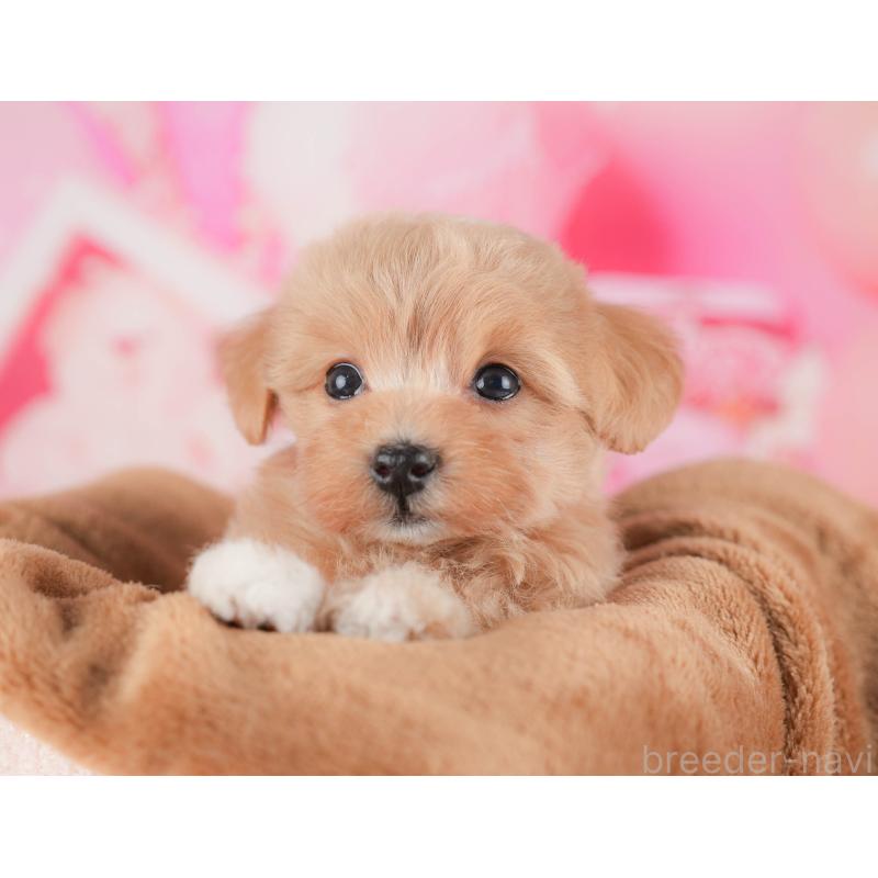 販売中の栃木県のマルプー:マルチーズ×トイプードル-428553の3枚目