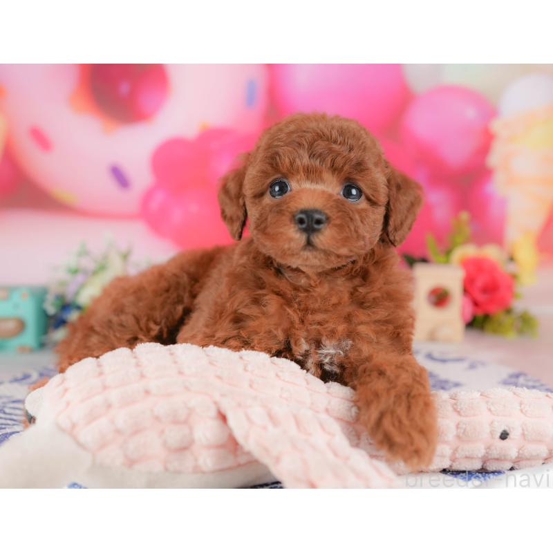 販売中の栃木県のトイプードル-428528