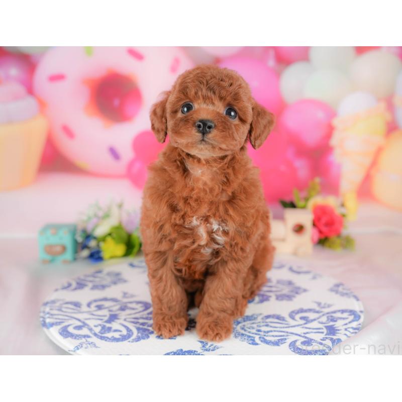 販売中の栃木県のトイプードル-428528の11枚目