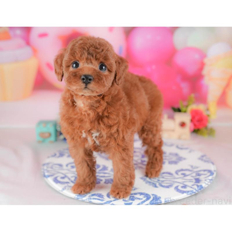 販売中の栃木県のトイプードル-428528の10枚目